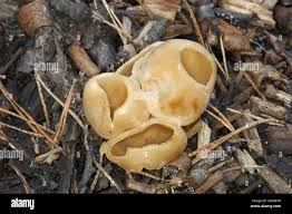 Attēlu rezultāti vaicājumam “Peziza vesiculosa”