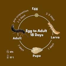 Attēlu rezultāti vaicājumam “Mellicta athalia larva”