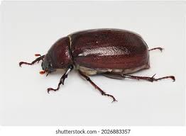 Attēlu rezultāti vaicājumam “Aphodius sp.”