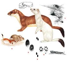 Attēlu rezultāti vaicājumam “Mustela erminea”