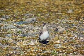 Attēlu rezultāti vaicājumam “Stercorarius parasiticus adult”
