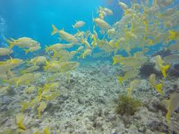 Image result for Scuba Fun
