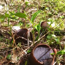 Attēlu rezultāti vaicājumam “Sarcosoma globosum”