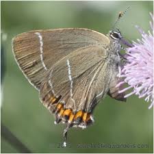 Attēlu rezultāti vaicājumam “Satyrium w-album”