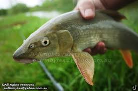 Image result for Barbus barbus