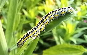 Attēlu rezultāti vaicājumam “Calophasia lunula larva”