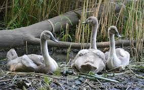 Attēlu rezultāti vaicājumam “Cygnus olor juvenile”