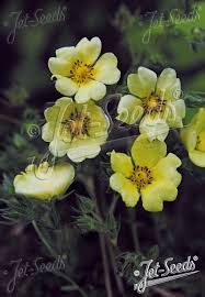 Image result for Potentilla recta