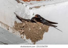 Attēlu rezultāti vaicājumam “Hirundo rustica nest”