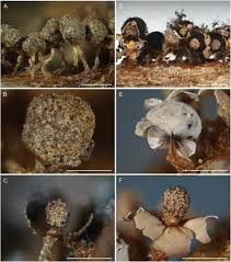 Attēlu rezultāti vaicājumam “Diderma chondrioderma spores”