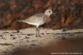 Attēlu rezultāti vaicājumam “Pluvialis squatarola”