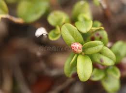 Attēlu rezultāti vaicājumam “Vaccinium vitis-idaea bud”