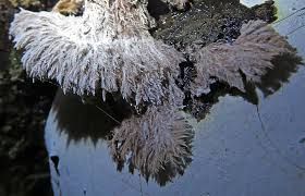 Attēlu rezultāti vaicājumam “Sporophagomyces chrysostomus”