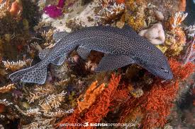 Image result for Poroderma pantherinum