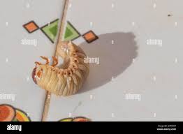 Attēlu rezultāti vaicājumam “Oryctes nasicornis larva”