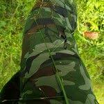 Attēlu rezultāti vaicājumam “Glyceria fluitans fruit”