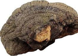 Attēlu rezultāti vaicājumam “Phellinus igniarius”