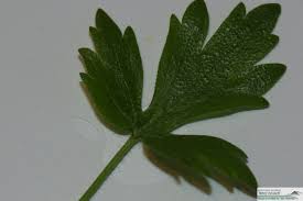 Attēlu rezultāti vaicājumam “Ranunculus cassubicus leaf”