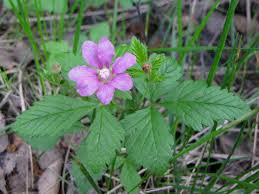 Attēlu rezultāti vaicājumam “Rubus arcticus flower”
