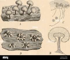 Attēlu rezultāti vaicājumam “Didymiaceae”