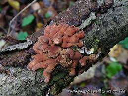 Attēlu rezultāti vaicājumam “Hypocreopsis lichenoides”