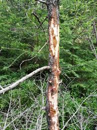 Attēlu rezultāti vaicājumam “Lachnellula willkommii”