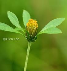 Attēlu rezultāti vaicājumam “Bidens frondosa flower”