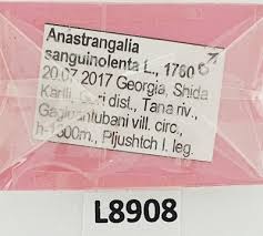 Attēlu rezultāti vaicājumam “Anastrangalia sanguinolenta male”