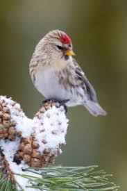 Attēlu rezultāti vaicājumam “Carduelis flammea female”