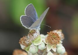 Attēlu rezultāti vaicājumam “Cupido minimus female”