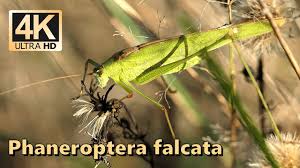 Attēlu rezultāti vaicājumam “Phaneroptera falcata”