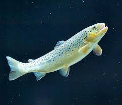Image result for Salmo trutta trutta