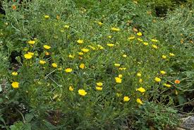 Image result for Potentilla recta