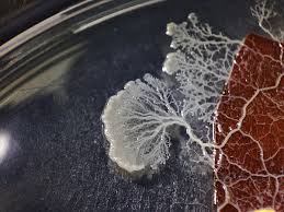 Attēlu rezultāti vaicājumam “Didymium sp.”