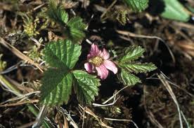 Attēlu rezultāti vaicājumam “Rubus arcticus”
