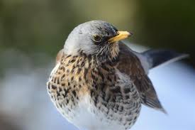 Attēlu rezultāti vaicājumam “Turdus pilaris”