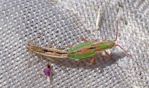 Attēlu rezultāti vaicājumam “Myrmus miriformis”