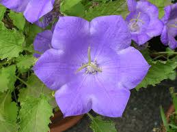 Image result for Campanula formanekiana