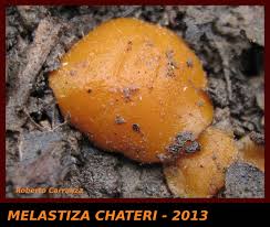 Attēlu rezultāti vaicājumam “Melastiza chateri”