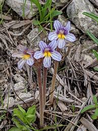 Attēlu rezultāti vaicājumam “Orobanche reticulata flower”