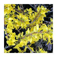 Attēlu rezultāti vaicājumam “Forsythia intermedia”