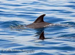 Image result for Delphinus delphis