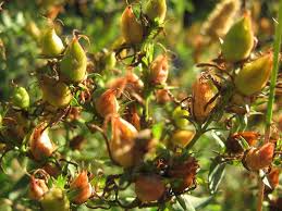 Attēlu rezultāti vaicājumam “Hypericum perforatum bud”