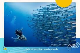 Image result for Dive Barracuda