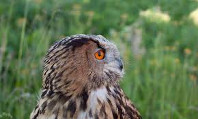 Attēlu rezultāti vaicājumam “Bubo bubo adult”