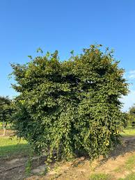 Attēlu rezultāti vaicājumam “Carpinus”