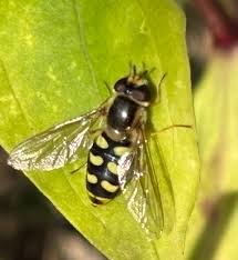 Attēlu rezultāti vaicājumam “Eupeodes nielseni”