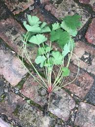 Attēlu rezultāti vaicājumam “Geranium molle leaf”