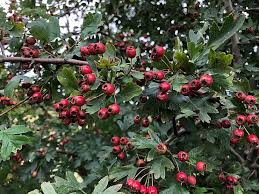 Attēlu rezultāti vaicājumam “Crataegus monogyna”