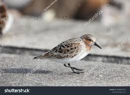 Image result for Calidris ruficollis